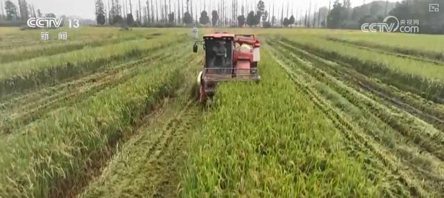必赢：科技助力抢收抢烘保秋粮多部门联动深入一线确保粮食颗粒归仓(图14)