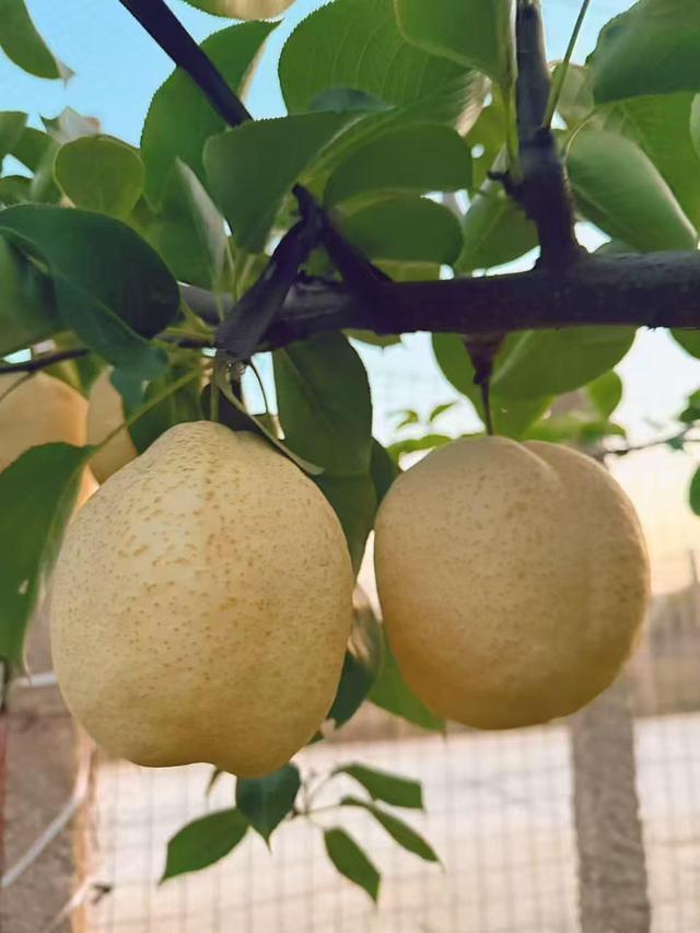 bwin网站：展示新品链接客商食博会渐成中小企业产品展示平台(图1)