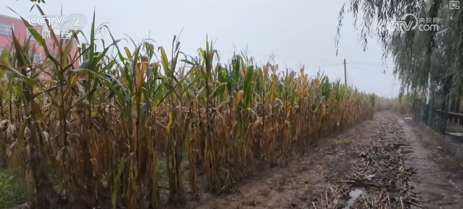 bwin网站：多举措协同全力推进秋收高科技农机与时间“赛跑”抢收抢种(图6)