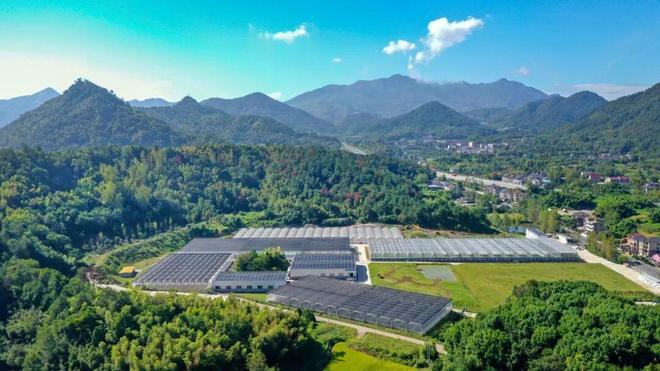 必赢国际：大杭州这里种菜一亩产出堪比八亩！(图3)