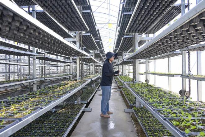 必赢国际：大杭州这里种菜一亩产出堪比八亩！(图1)