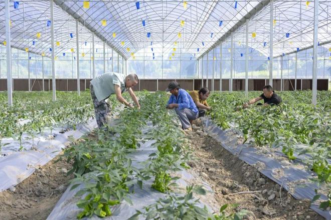 必赢国际：大杭州这里种菜一亩产出堪比八亩！(图2)