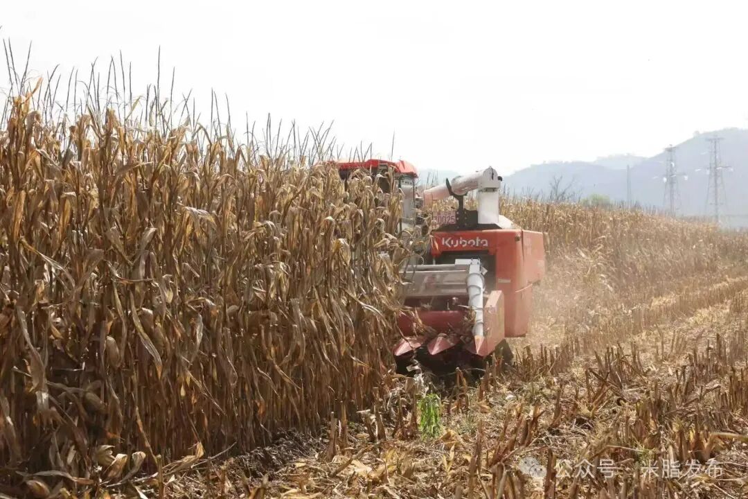bwin网站：陕西米脂县农业机械服务中心：精准施策防秋淋抢收保粮稳民生(图2)