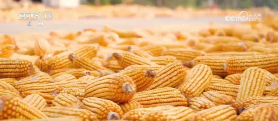 必赢国际：无人机照明、烘干设备“连轴转”……多方联动打好秋收“攻坚战”(图2)