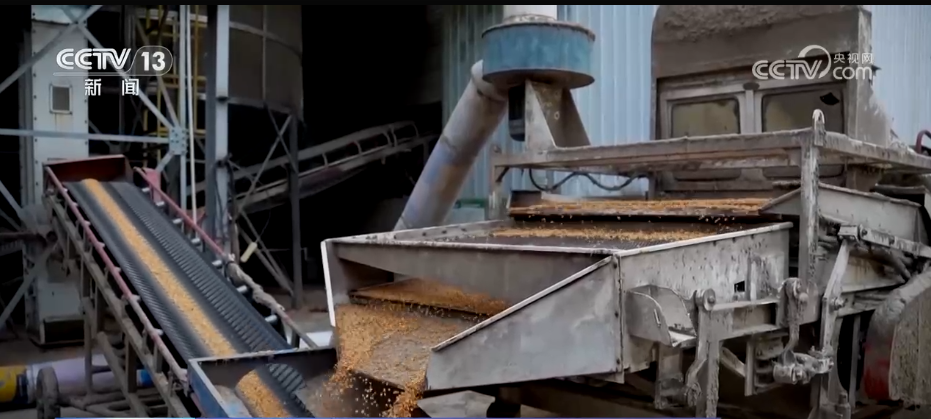 必赢国际：无人机照明、烘干设备“连轴转”……多方联动打好秋收“攻坚战”(图7)