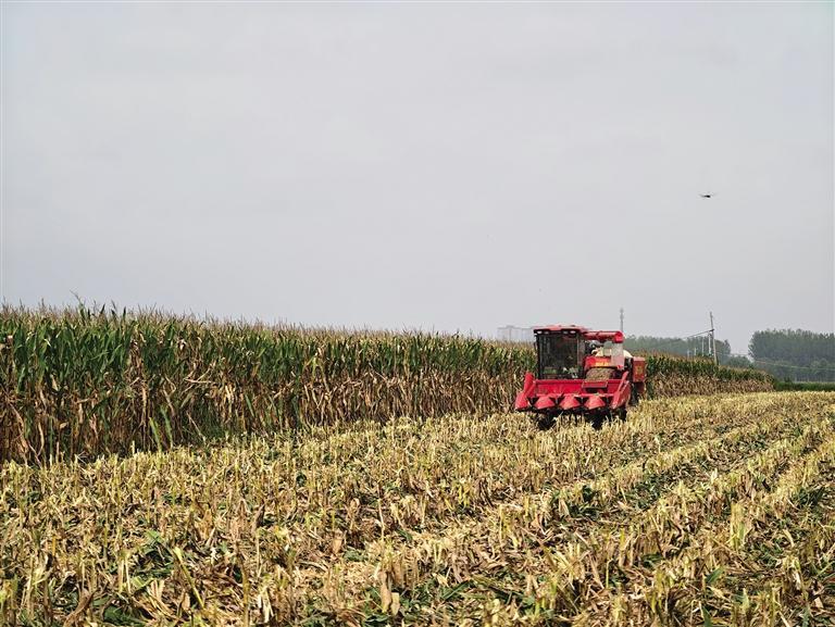 必赢：扎实做好抢收抢种丨抢收秋粮农机显身手(图1)