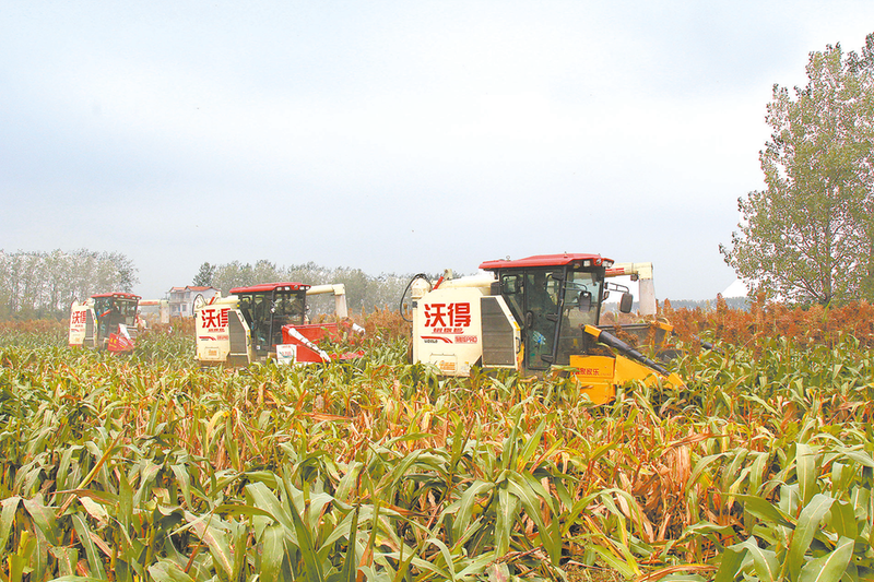 必赢国际：新蔡：高粱红满天机械收割忙(图1)