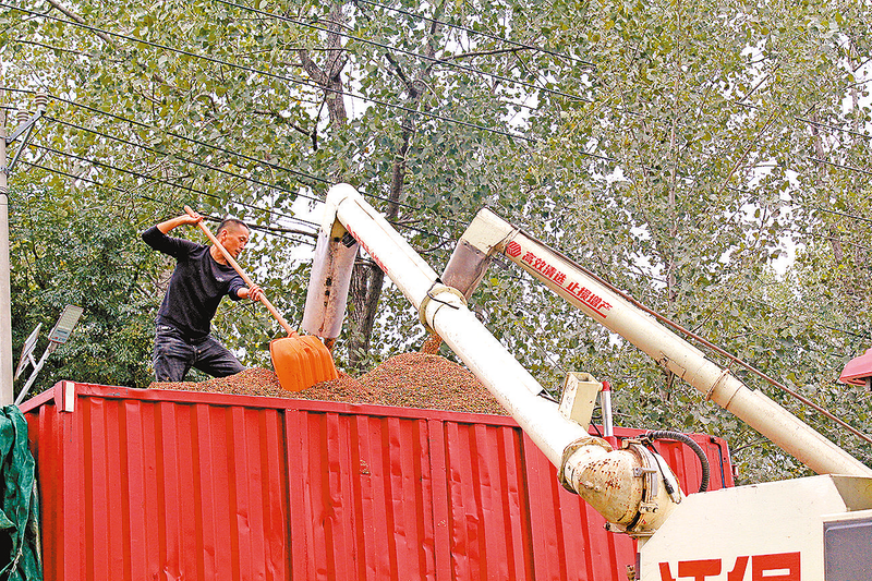 必赢国际：新蔡：高粱红满天机械收割忙(图2)