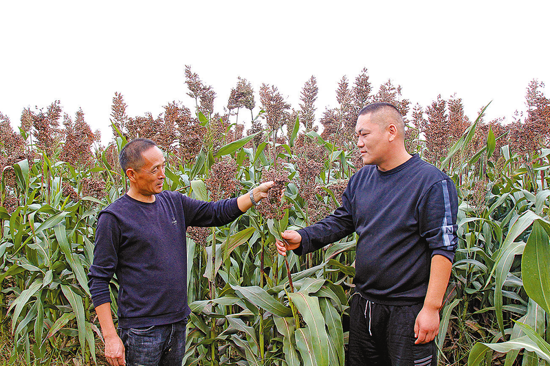 必赢国际：新蔡：高粱红满天机械收割忙(图3)