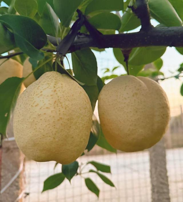 bwin网站：招展火热新品更多淄博食博会展现两大新态势(图4)