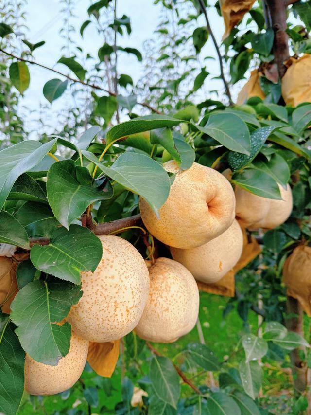 bwin网站：招展火热新品更多淄博食博会展现两大新态势(图5)