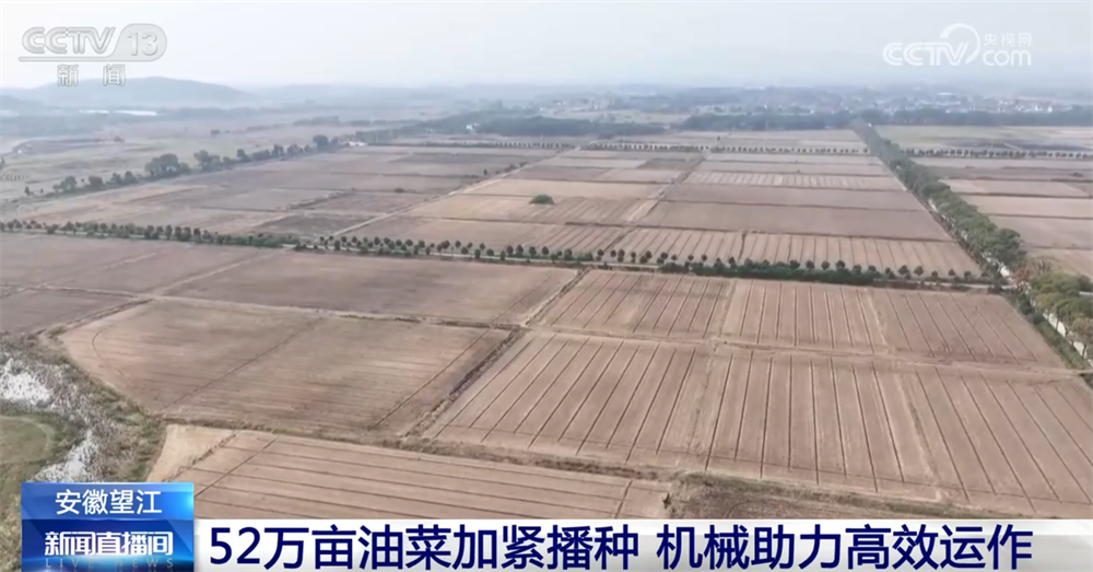 必赢：金秋好“丰”景有“智”又有“质”特色产业“链”出乡村振兴新图景(图3)