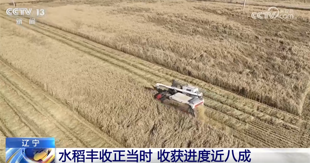 必赢：金秋好“丰”景有“智”又有“质”特色产业“链”出乡村振兴新图景(图1)