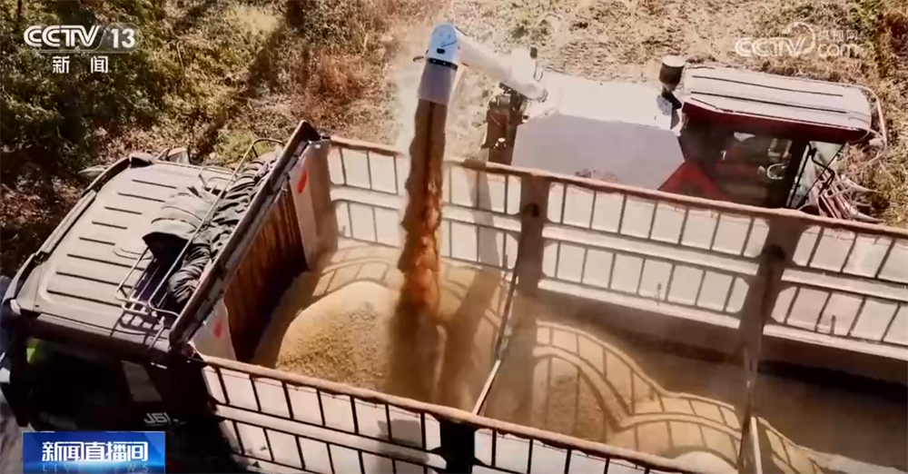 必赢：金秋好“丰”景有“智”又有“质”特色产业“链”出乡村振兴新图景(图2)