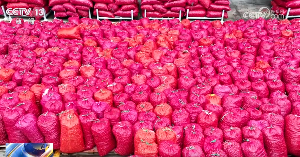 必赢：金秋好“丰”景有“智”又有“质”特色产业“链”出乡村振兴新图景(图5)