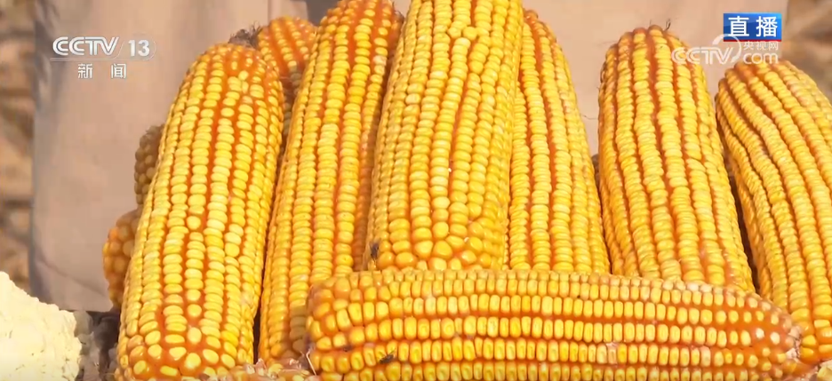 bwin网站：丰收背后尽显“科技范儿”希望的田野绘就产业兴旺“振兴图”(图8)