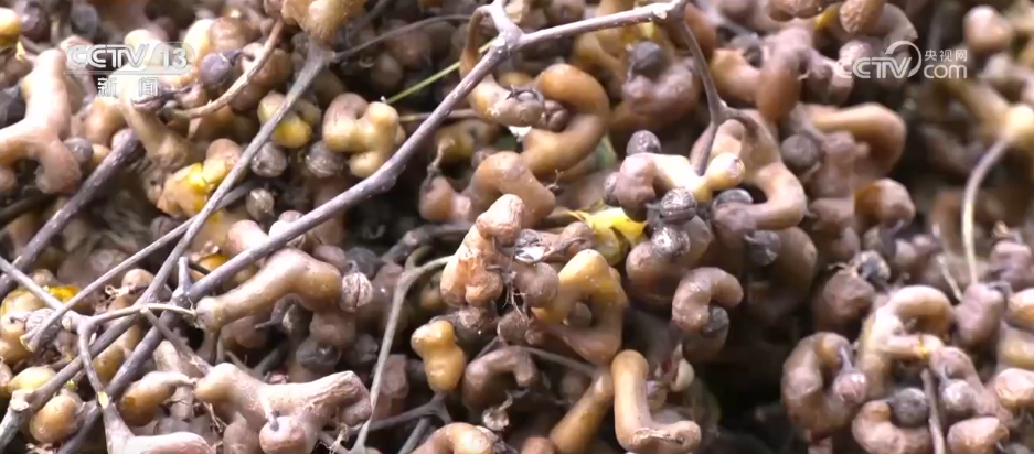 bwin网站：特色种养殖变身增收致富“金钥匙”(图7)