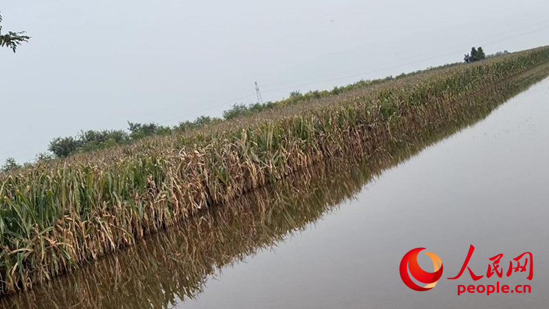必赢：人民直击｜秋收困境透视农业抗灾短板(图1)