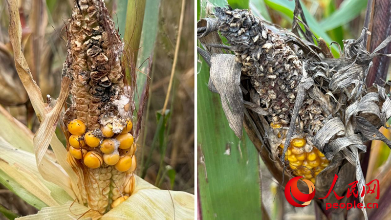 必赢：人民直击｜秋收困境透视农业抗灾短板(图2)