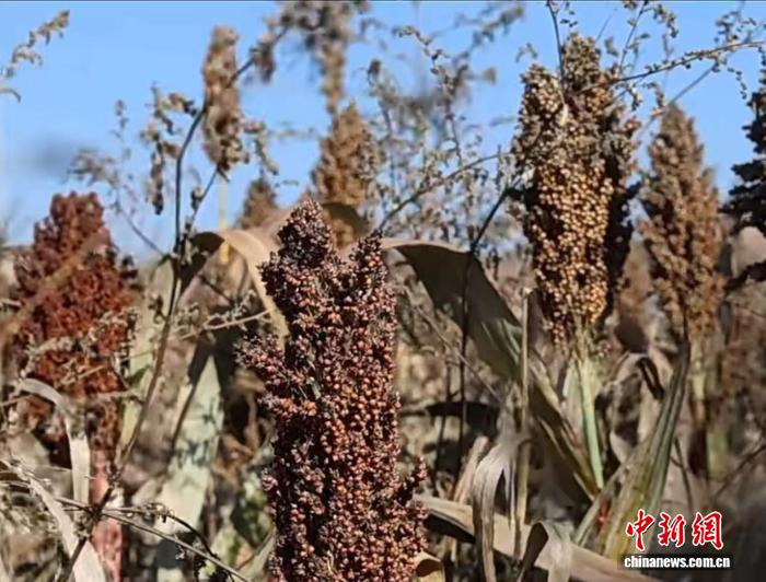 bwin网站：山西柳林：机械化抢收秋粮产业链赋能增收(图1)