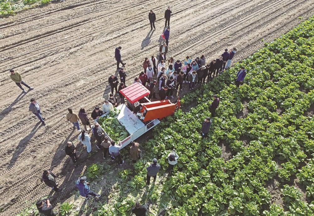 bwin网站：唐山大白菜全程机械化示范基地在玉田落成(图1)