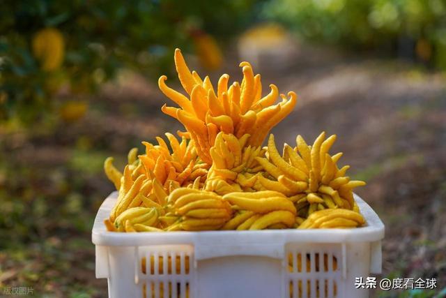 bwin网站：1颗佛手变40种好物！金华农文旅融合土特产成爆款(图1)