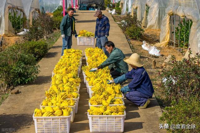 bwin网站：1颗佛手变40种好物！金华农文旅融合土特产成爆款(图2)