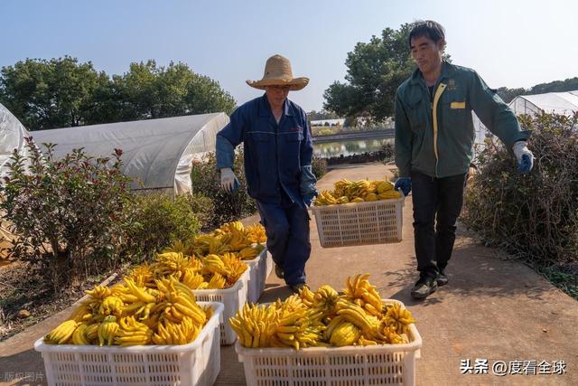 bwin网站：1颗佛手变40种好物！金华农文旅融合土特产成爆款(图3)