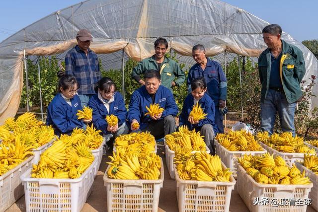 bwin网站：1颗佛手变40种好物！金华农文旅融合土特产成爆款(图25)