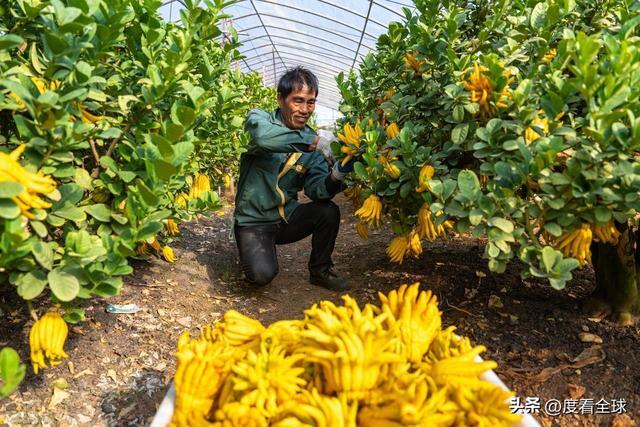 bwin网站：1颗佛手变40种好物！金华农文旅融合土特产成爆款(图7)