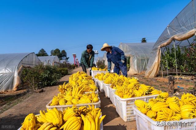 bwin网站：1颗佛手变40种好物！金华农文旅融合土特产成爆款(图4)