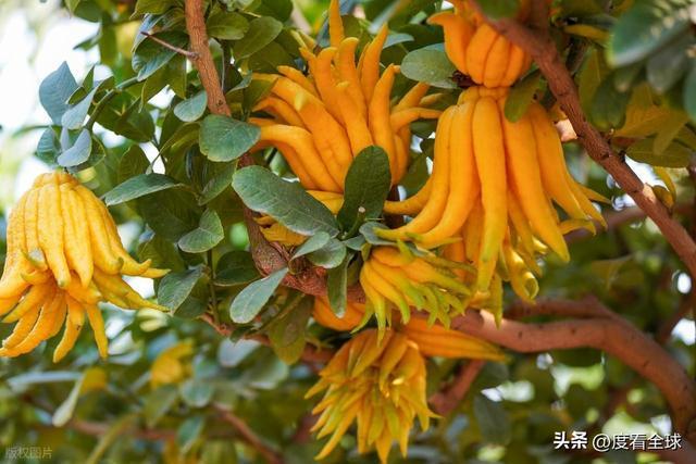 bwin网站：1颗佛手变40种好物！金华农文旅融合土特产成爆款(图14)