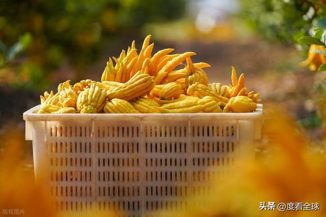 bwin网站：1颗佛手变40种好物！金华农文旅融合土特产成爆款(图12)