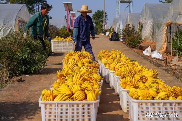 bwin网站：1颗佛手变40种好物！金华农文旅融合土特产成爆款(图15)