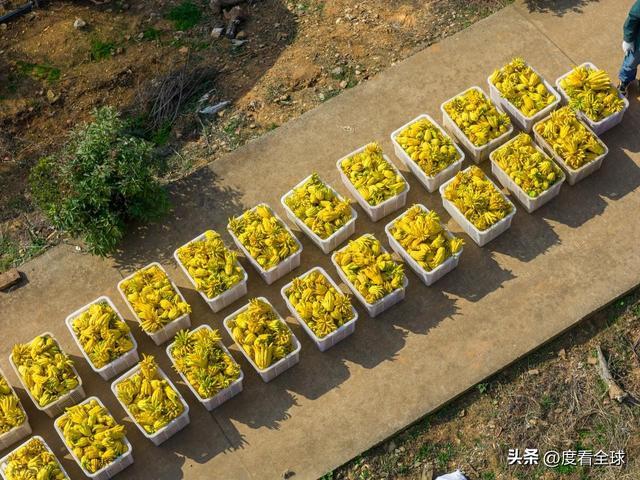 bwin网站：1颗佛手变40种好物！金华农文旅融合土特产成爆款(图11)