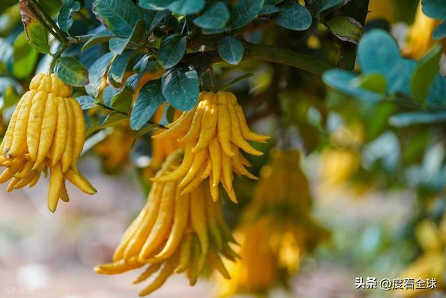 bwin网站：1颗佛手变40种好物！金华农文旅融合土特产成爆款(图13)