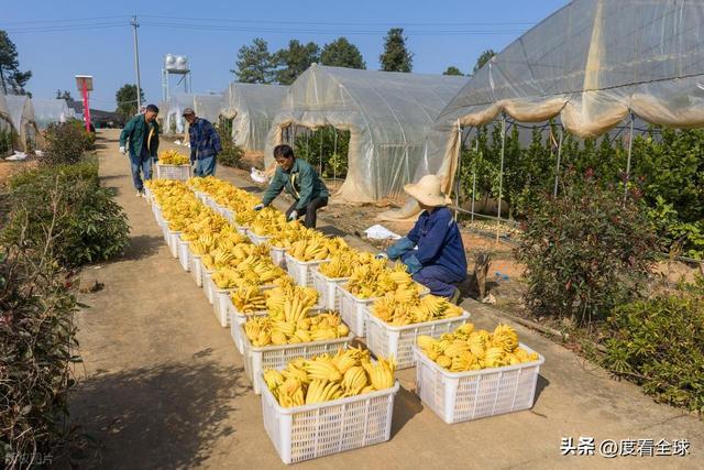bwin网站：1颗佛手变40种好物！金华农文旅融合土特产成爆款(图9)