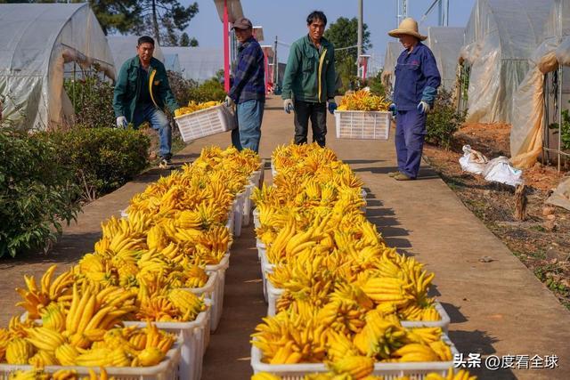 bwin网站：1颗佛手变40种好物！金华农文旅融合土特产成爆款(图17)