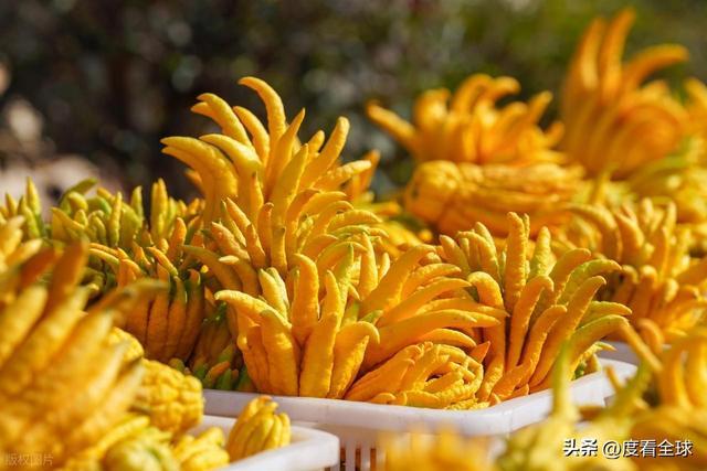 bwin网站：1颗佛手变40种好物！金华农文旅融合土特产成爆款(图20)