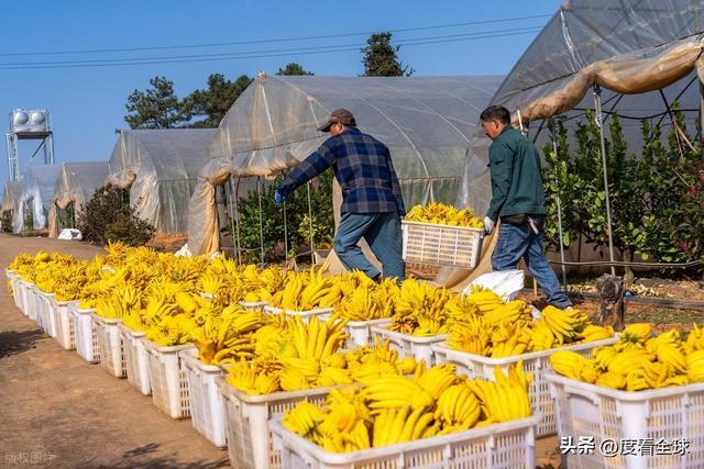 bwin网站：1颗佛手变40种好物！金华农文旅融合土特产成爆款(图22)