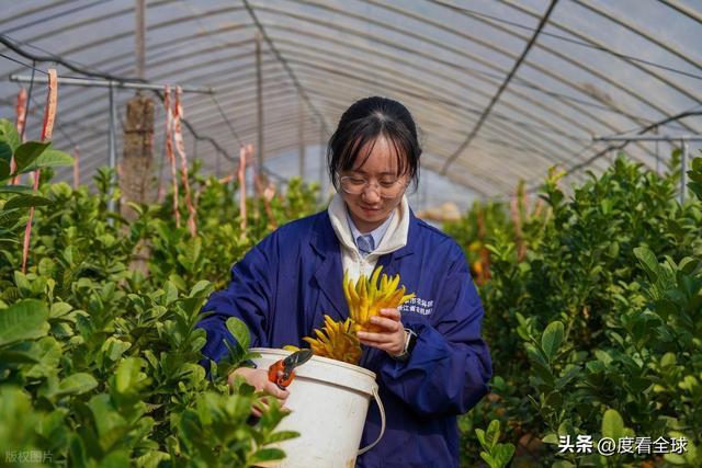 bwin网站：1颗佛手变40种好物！金华农文旅融合土特产成爆款(图19)