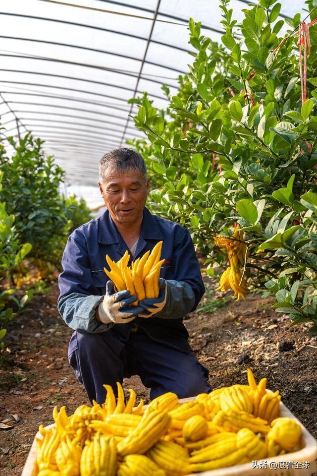 bwin网站：1颗佛手变40种好物！金华农文旅融合土特产成爆款(图21)