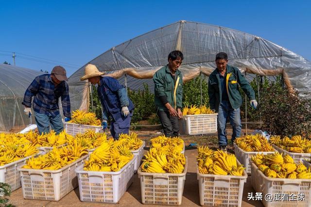 bwin网站：1颗佛手变40种好物！金华农文旅融合土特产成爆款(图24)