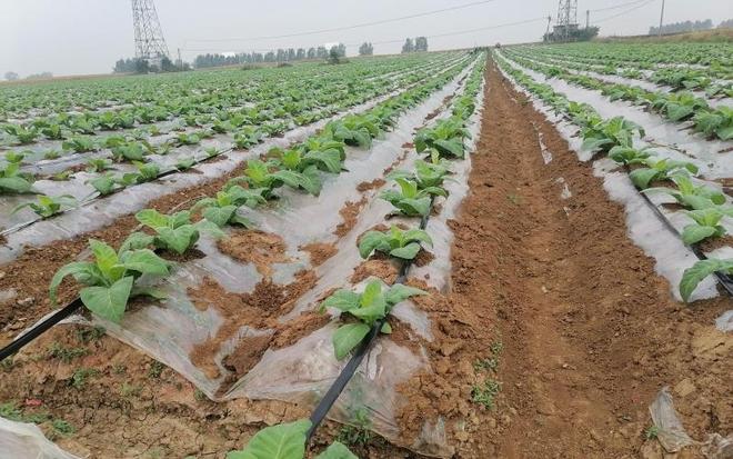 必赢：山水间破局节水处生根(图1)