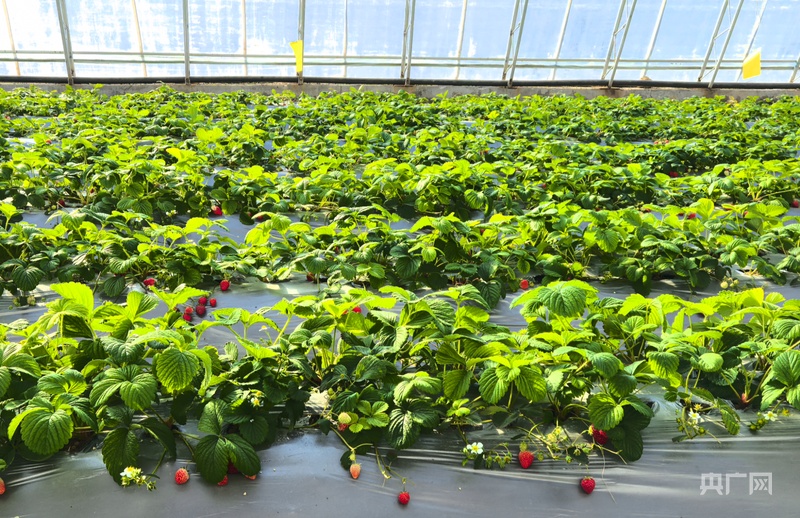 必赢国际：从“会种地”到“慧种地”：银川智慧农业书写新答卷(图1)