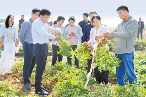 必赢国际：“冀花生香”一粒花生的产业突围(图1)
