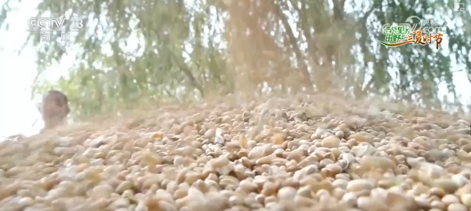 bwin网站：以种适地、以虫治虫……科技赋能“三夏”“智慧种地”绘就好“丰”景(图1)