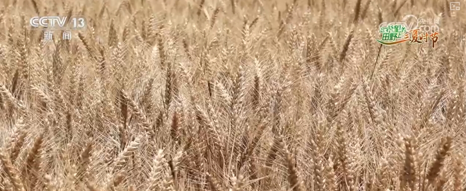 bwin网站：以种适地、以虫治虫……科技赋能“三夏”“智慧种地”绘就好“丰”景(图2)
