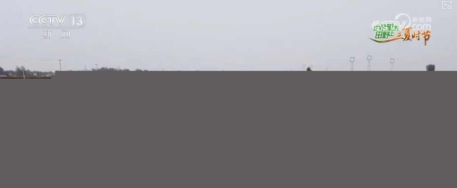 bwin网站：以种适地、以虫治虫……科技赋能“三夏”“智慧种地”绘就好“丰”景(图5)