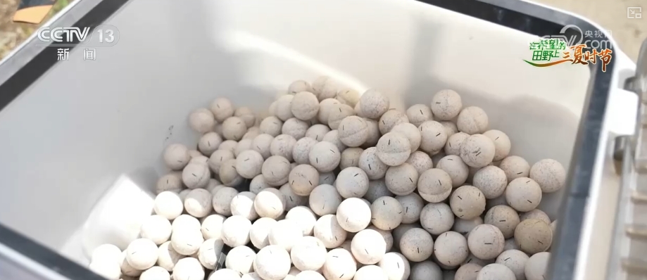 bwin网站：以种适地、以虫治虫……科技赋能“三夏”“智慧种地”绘就好“丰”景(图8)